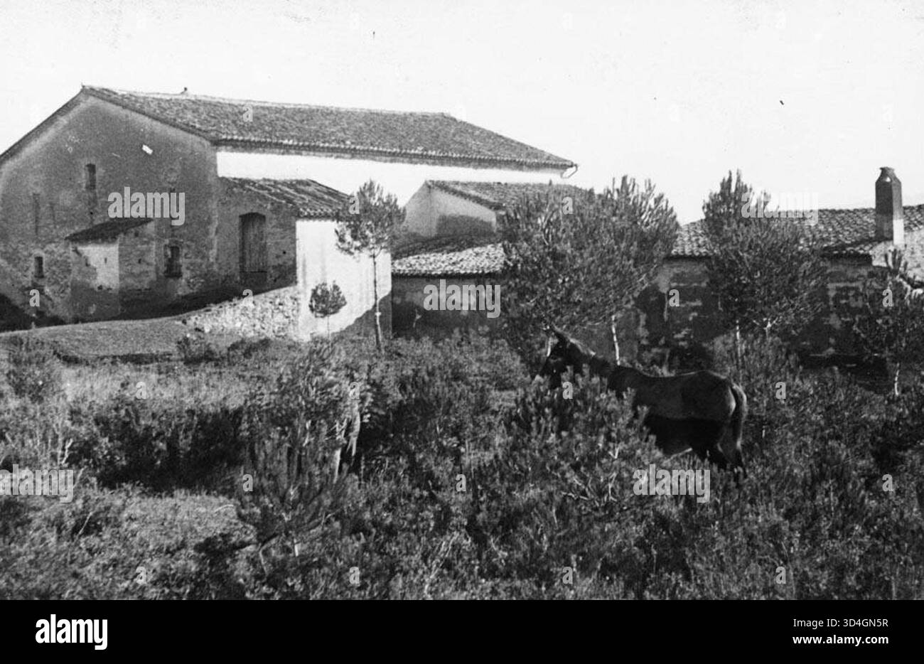 Vue générale de Can Pi de Vilaroch avec un âne au premier plan, photographiée par Antoni Gallardo i Garriga entre 1912 et 1928. Cette photo met en valeur la ferme rurale catalane avec la présence de bétail dans le paysage. Banque D'Images