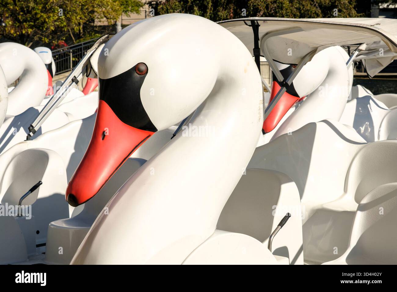 bateau cygne gros plan de la tête Banque D'Images
