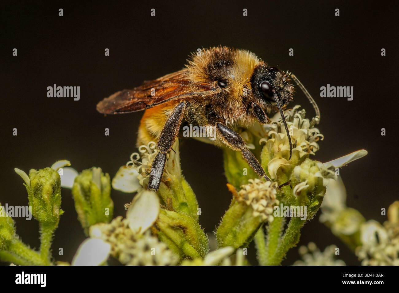 Macro gros plan de American Bumblebee Banque D'Images