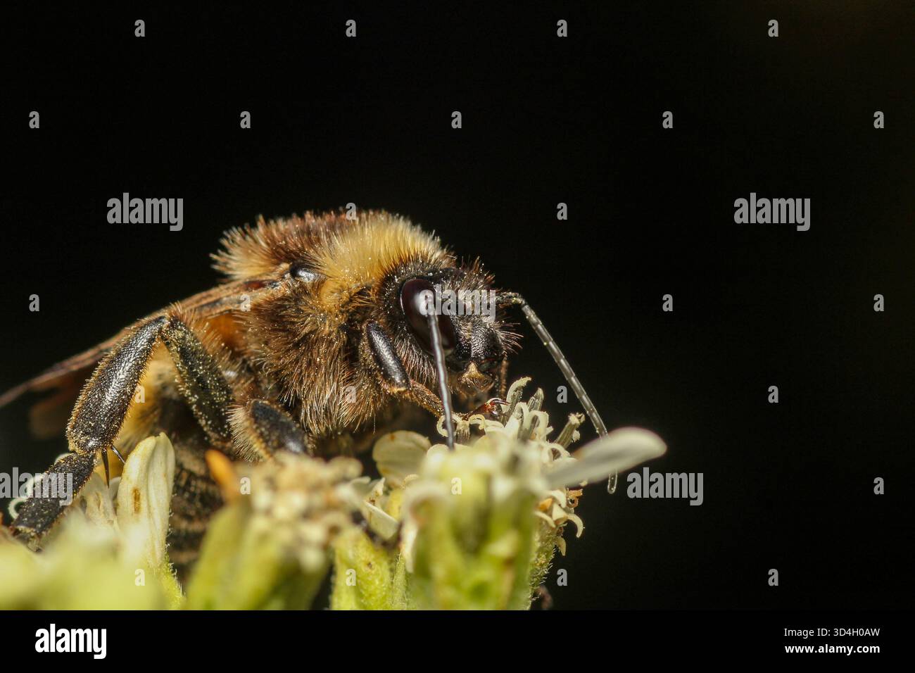Macro gros plan de American Bumblebee Banque D'Images