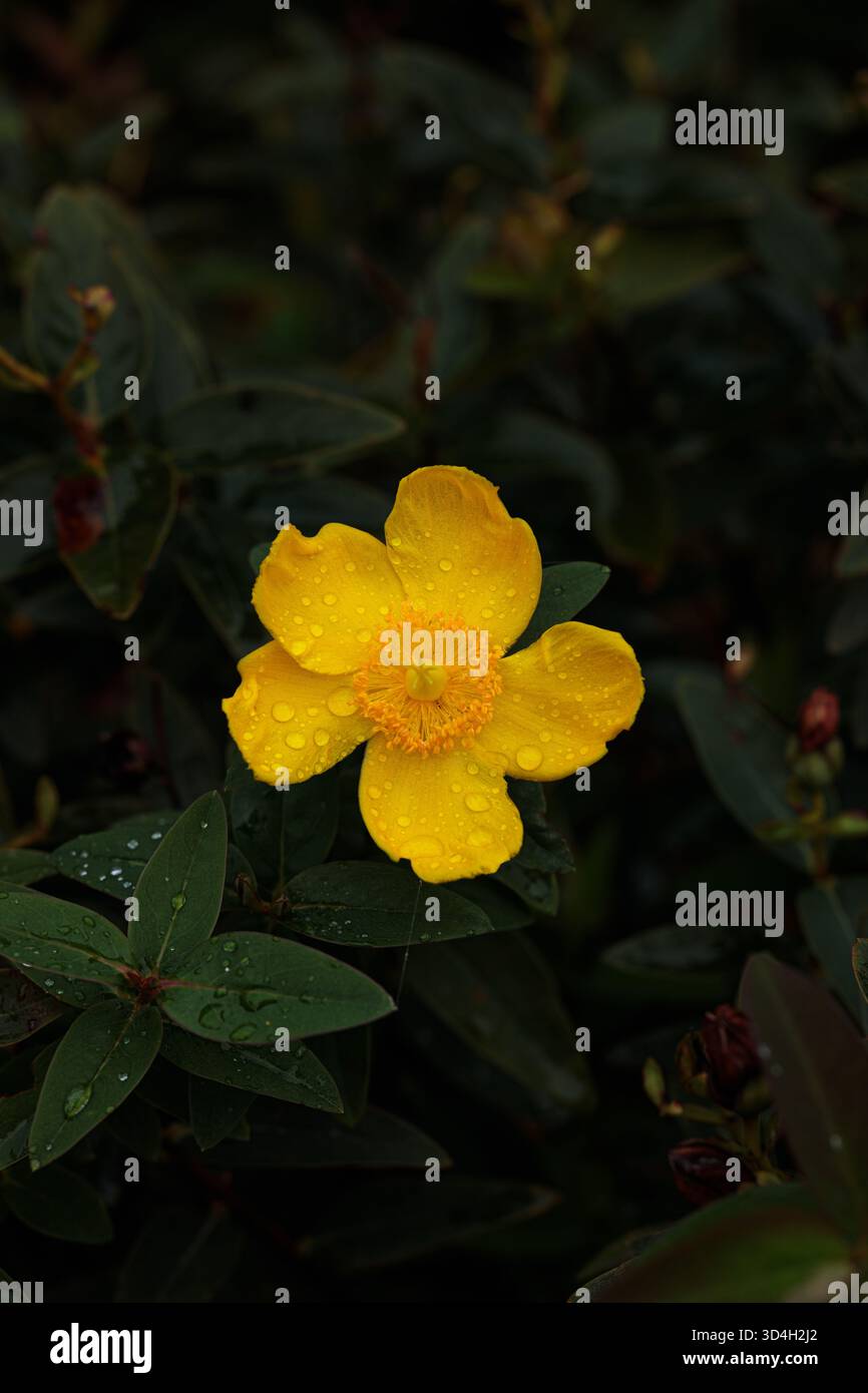Une fleur d'Hypericum jaune vif recouverte de minuscules gouttes de rosée brille contre les feuilles sombres Banque D'Images