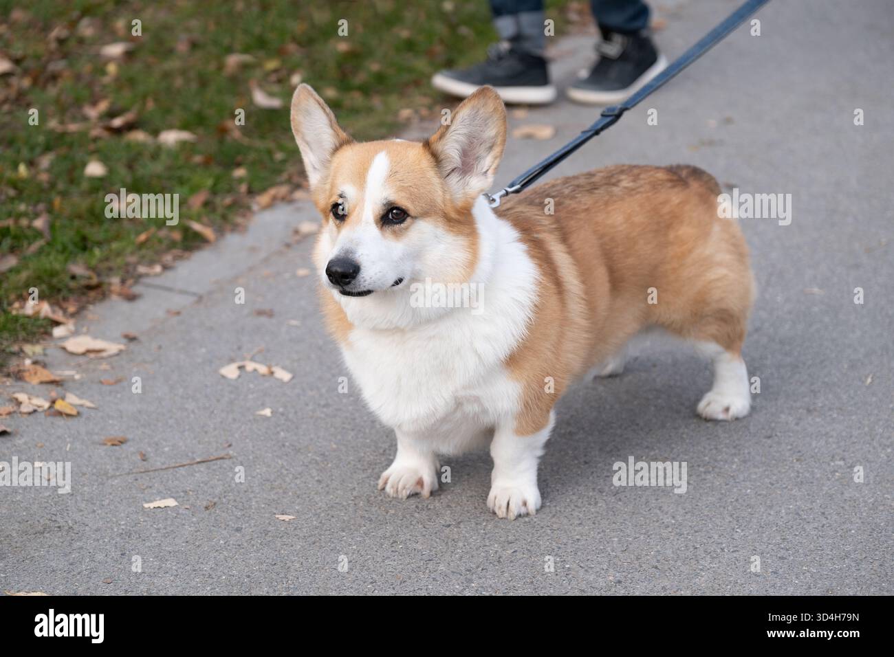 Un chien corgi debout alerte en laisse lors d'une promenade en plein air, montrant une posture naturelle et le comportement quotidien de l'animal. Cette scène de la vie réelle est idéale pour TOP Banque D'Images