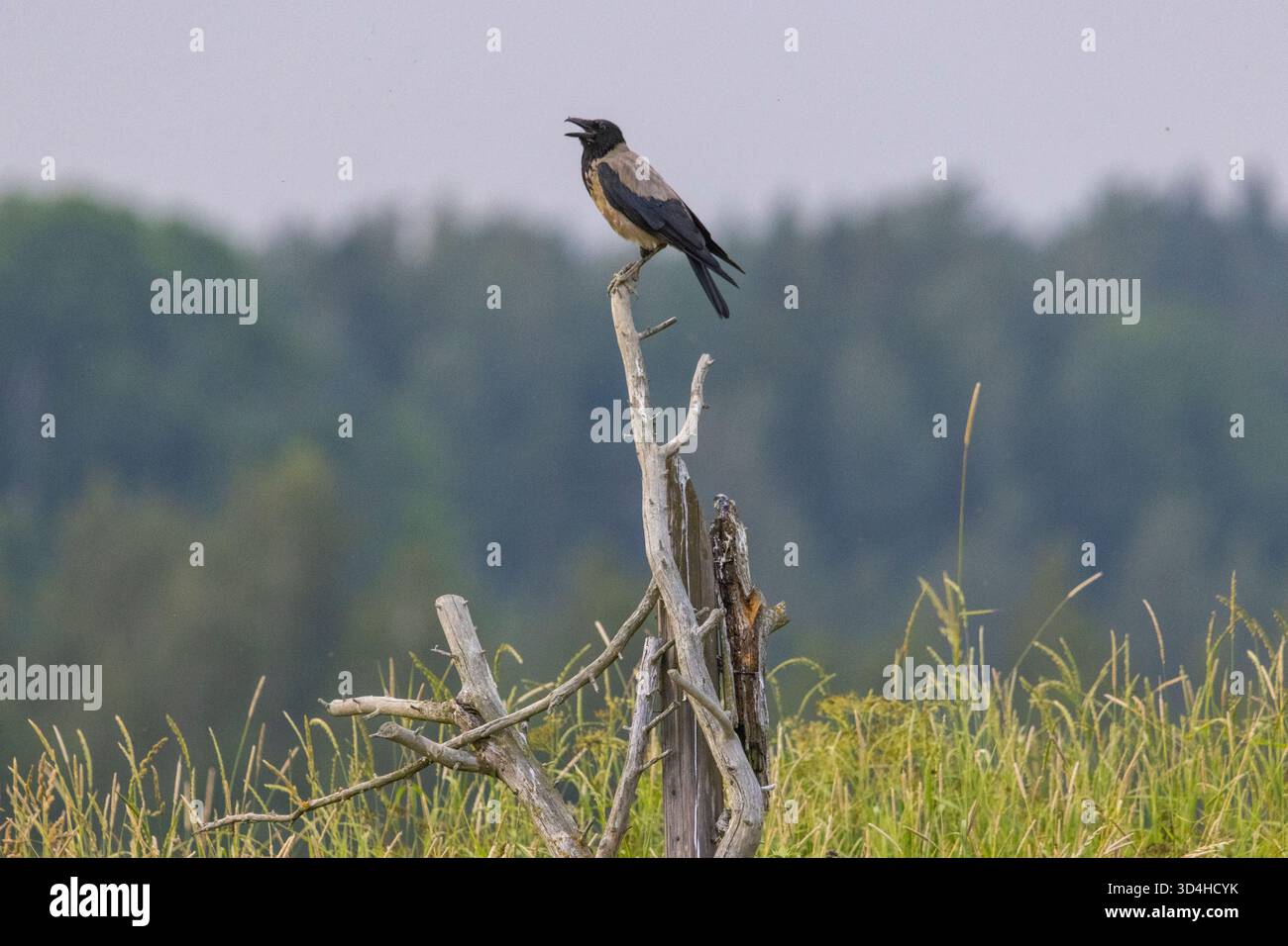 Un corbeau à capuchon dans une terre agricole Banque D'Images