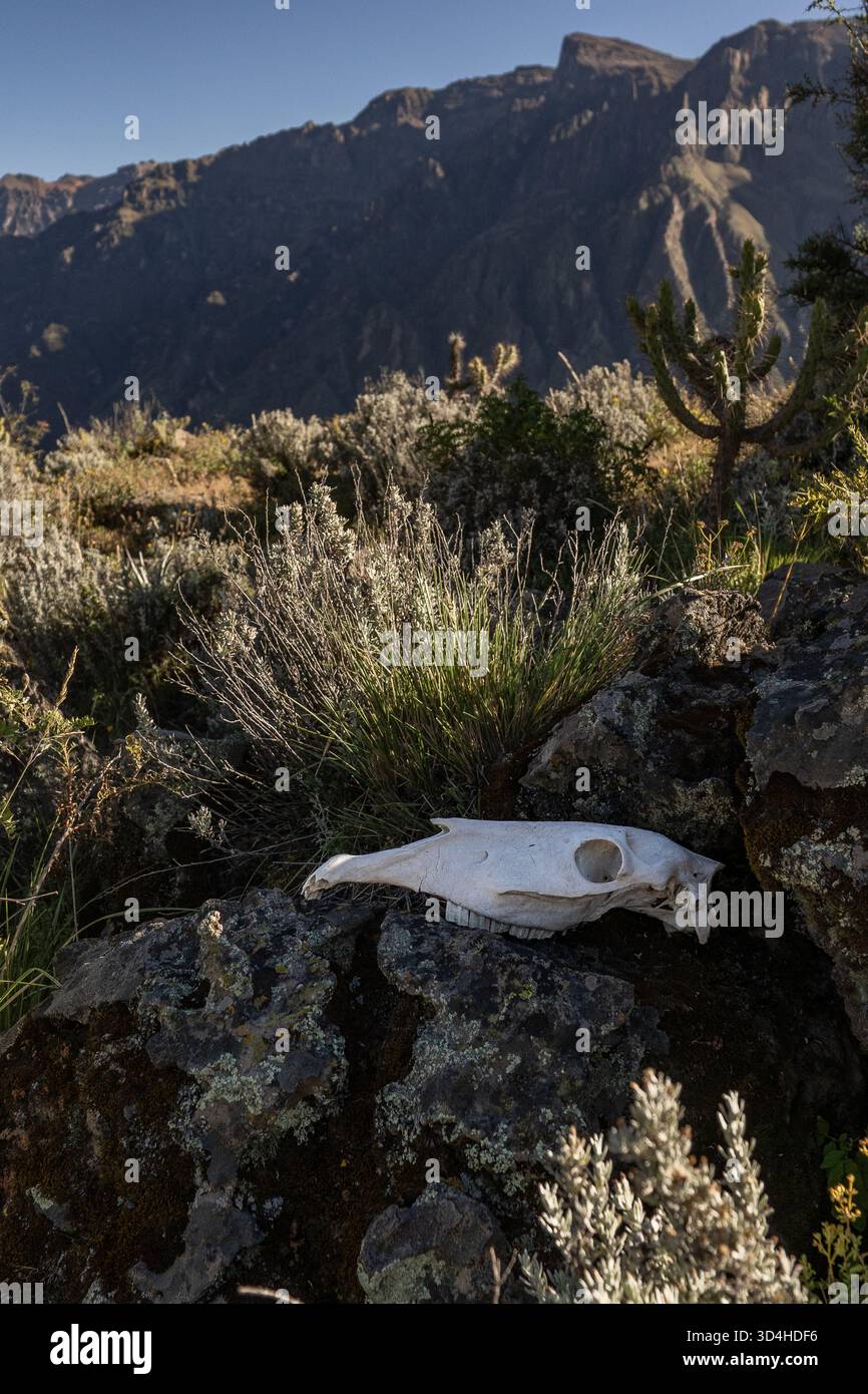 Crâne animal reposant sur la roche volcanique parmi la végétation andine sèche dans le canyon de Colca, Pérou. Banque D'Images