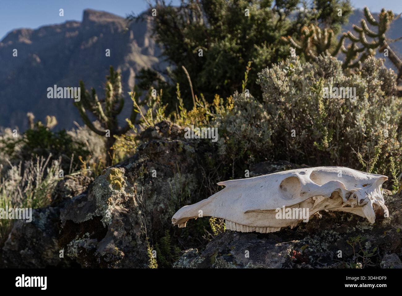 Crâne animal reposant sur la roche volcanique parmi la végétation andine sèche dans le canyon de Colca, Pérou. Banque D'Images