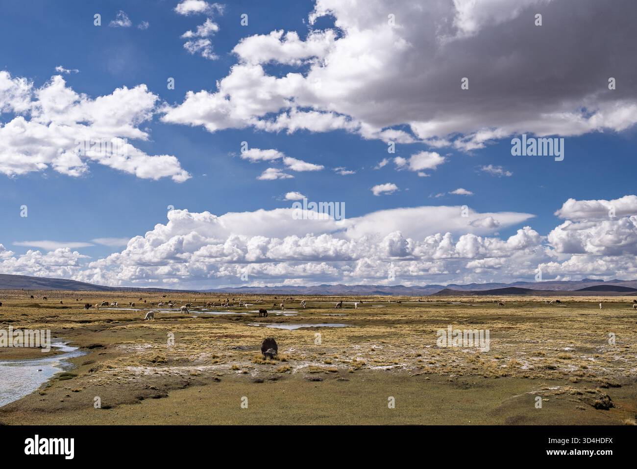 Zones humides de haute altitude dans la réserve nationale de Salinas et d'Aguada Blanca, région d'Arequipa, Pérou, habitat des vicuñas sauvages et de la faune andine. Banque D'Images