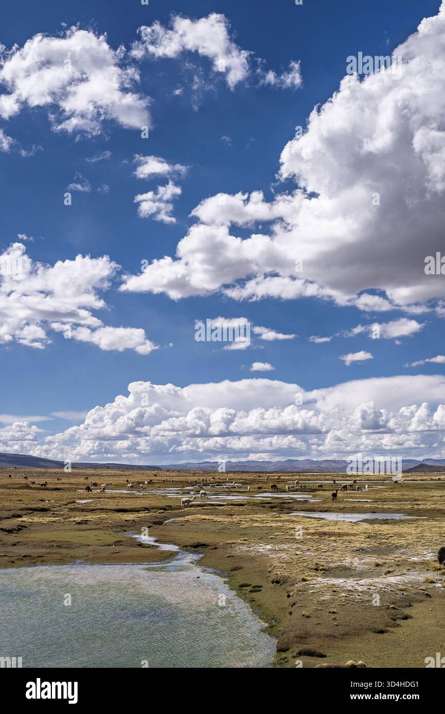 Zones humides de haute altitude dans la réserve nationale de Salinas et d'Aguada Blanca, région d'Arequipa, Pérou, habitat des vicuñas sauvages et de la faune andine. Banque D'Images