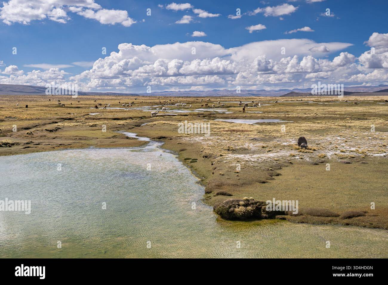 Zones humides de haute altitude dans la réserve nationale de Salinas et d'Aguada Blanca, région d'Arequipa, Pérou, habitat des vicuñas sauvages et de la faune andine. Banque D'Images