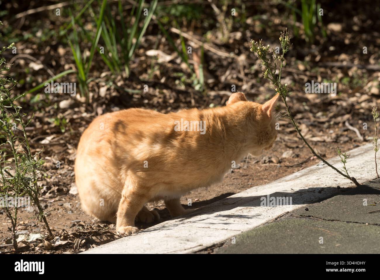 Chat rayé jaune vivant dans la rue avec une oreille mordue, reposant et curieux Banque D'Images