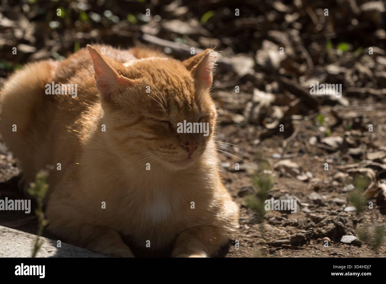 Chat rayé jaune vivant dans la rue avec une oreille mordue, reposant et curieux Banque D'Images