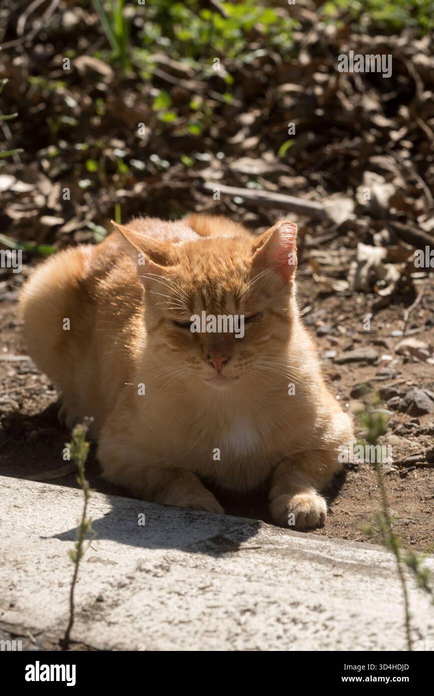 Chat rayé jaune vivant dans la rue avec une oreille mordue, reposant et curieux Banque D'Images
