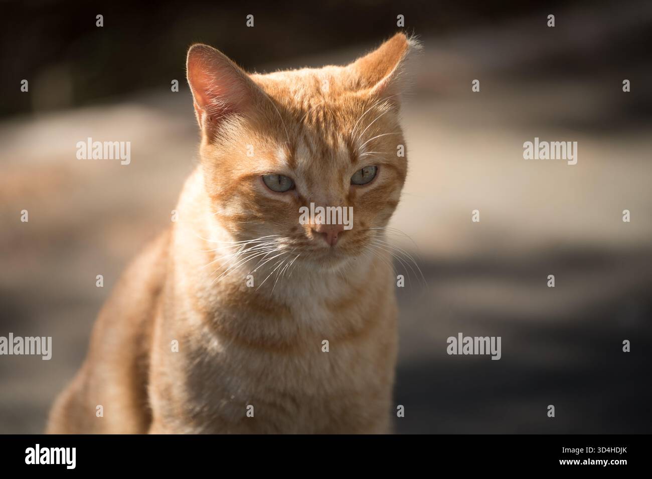 Chat rayé jaune vivant dans la rue avec une oreille mordue, reposant et curieux Banque D'Images