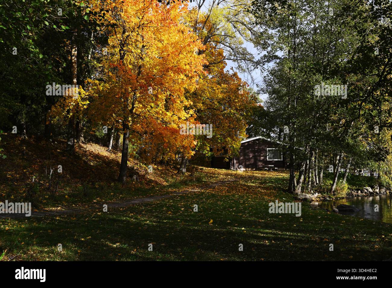 Une scène automnale sereine avec des arbres jaunes et orangés vibrants entourant une cabane en bois près d'un lac calme. La lumière du soleil filtre à travers le fol coloré Banque D'Images
