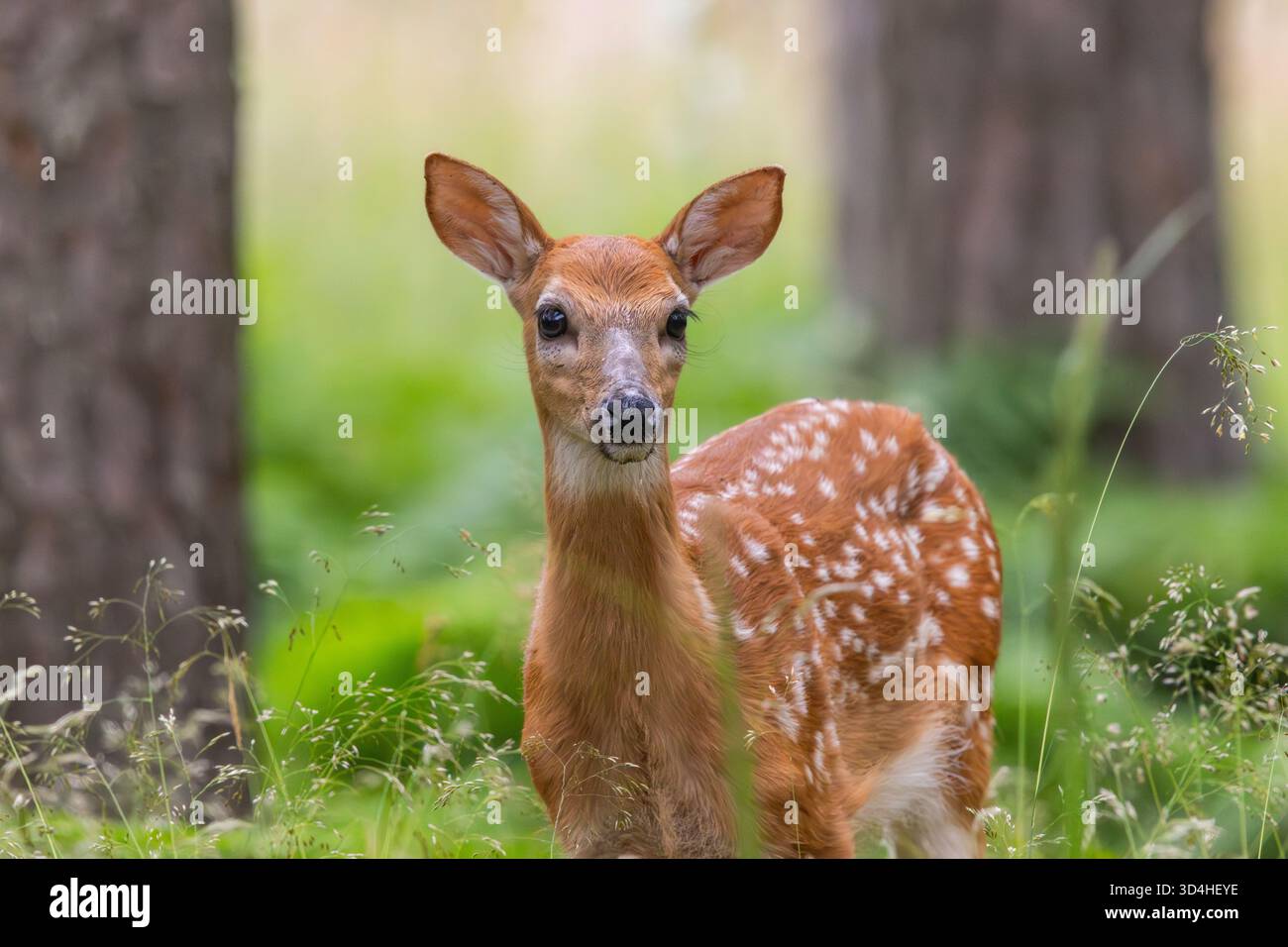 Un fauve de cerf de Virginie Banque D'Images