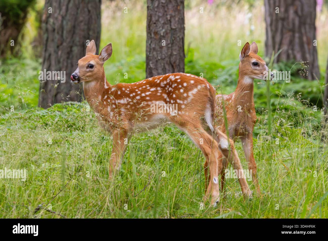 Un fauve de cerf de Virginie Banque D'Images