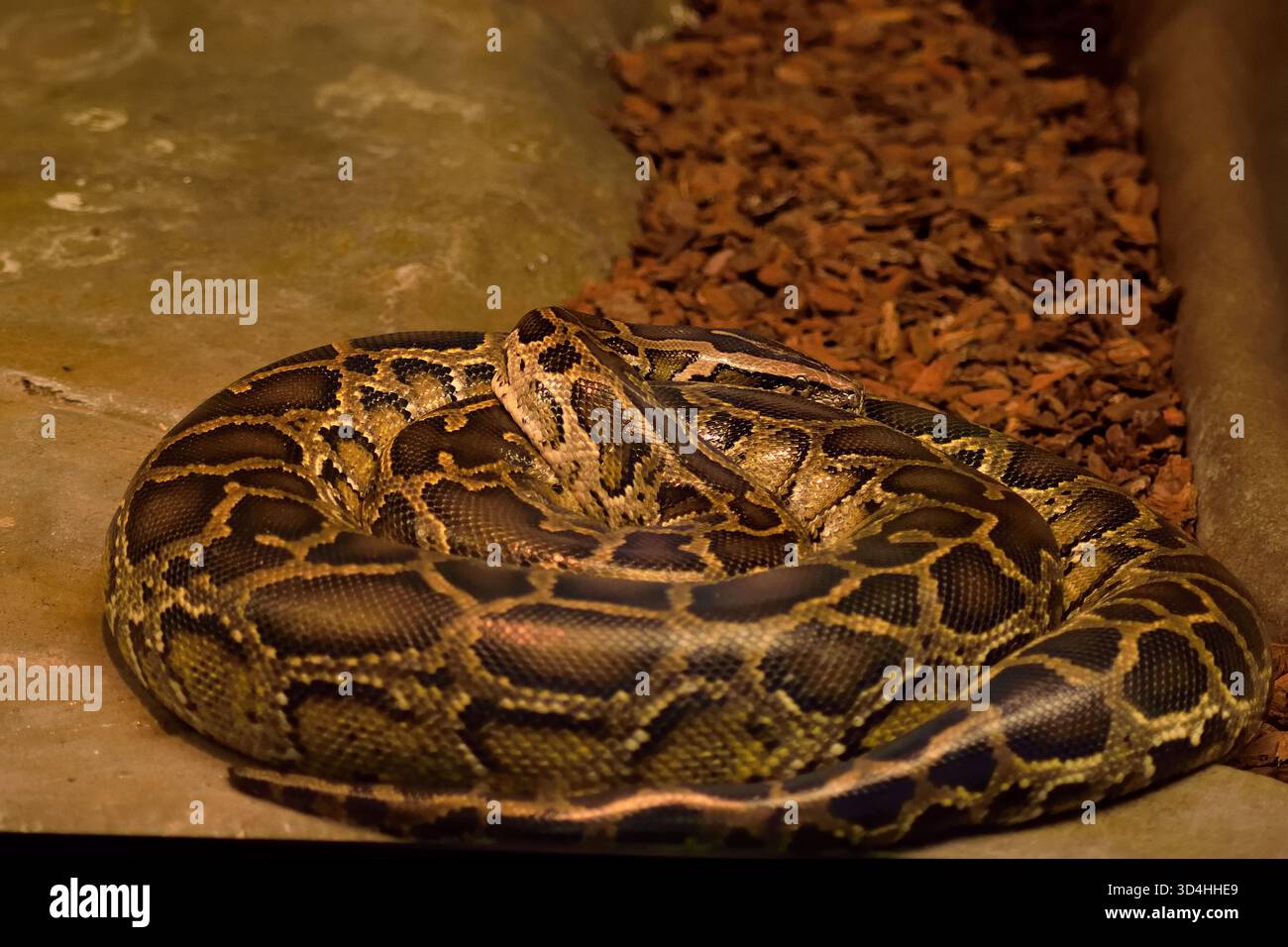 Le python birman, un grand serpent du sous-continent indien, également connu pour être une espèce envahissante en Floride. Peut atteindre 5 mètres. Banque D'Images