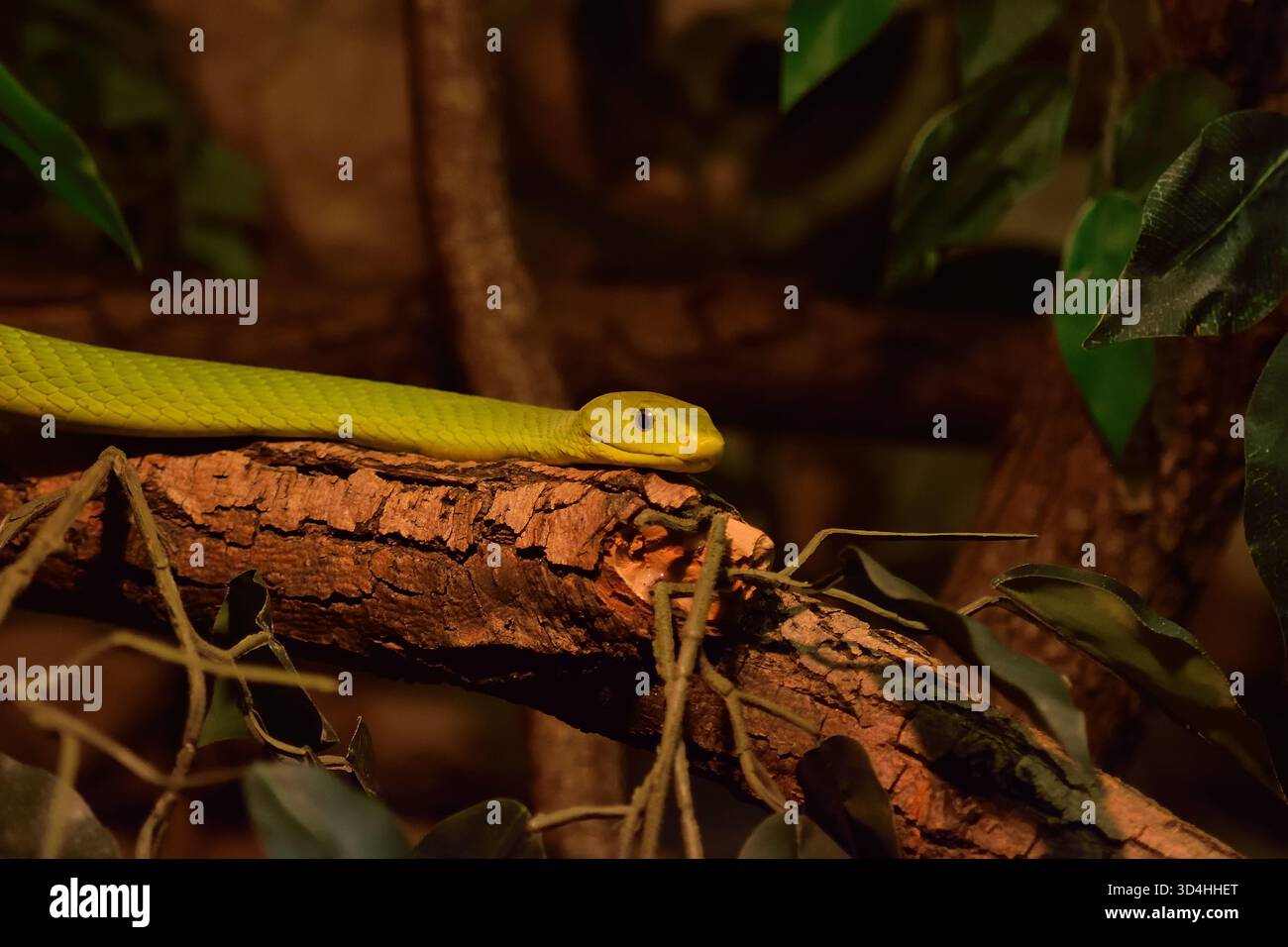 Le mamba vert, l'un des serpents les plus mortels d'Afrique. Parfaitement camouflé dans les arbres. Banque D'Images