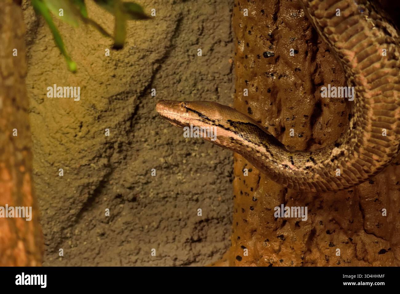 Python réticulé, le plus long serpent du monde en provenance d'Asie du Sud-est. Banque D'Images