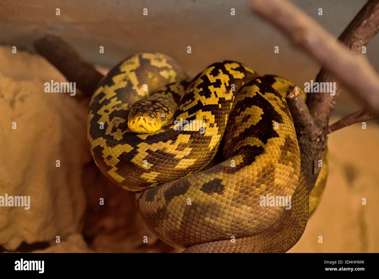 Python de timor Malayopython timoriensis, une grande espèce de serpent des îles du sud-est asiatique. Un serpent coloré non venimeux. Banque D'Images
