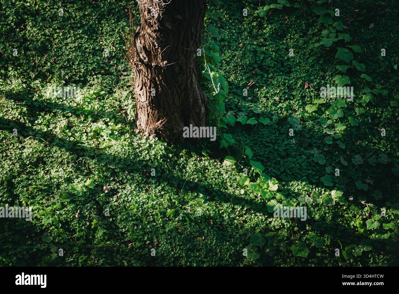 Base de tronc d'arbre en couvre-sol vert avec lumière du soleil et ombre Banque D'Images