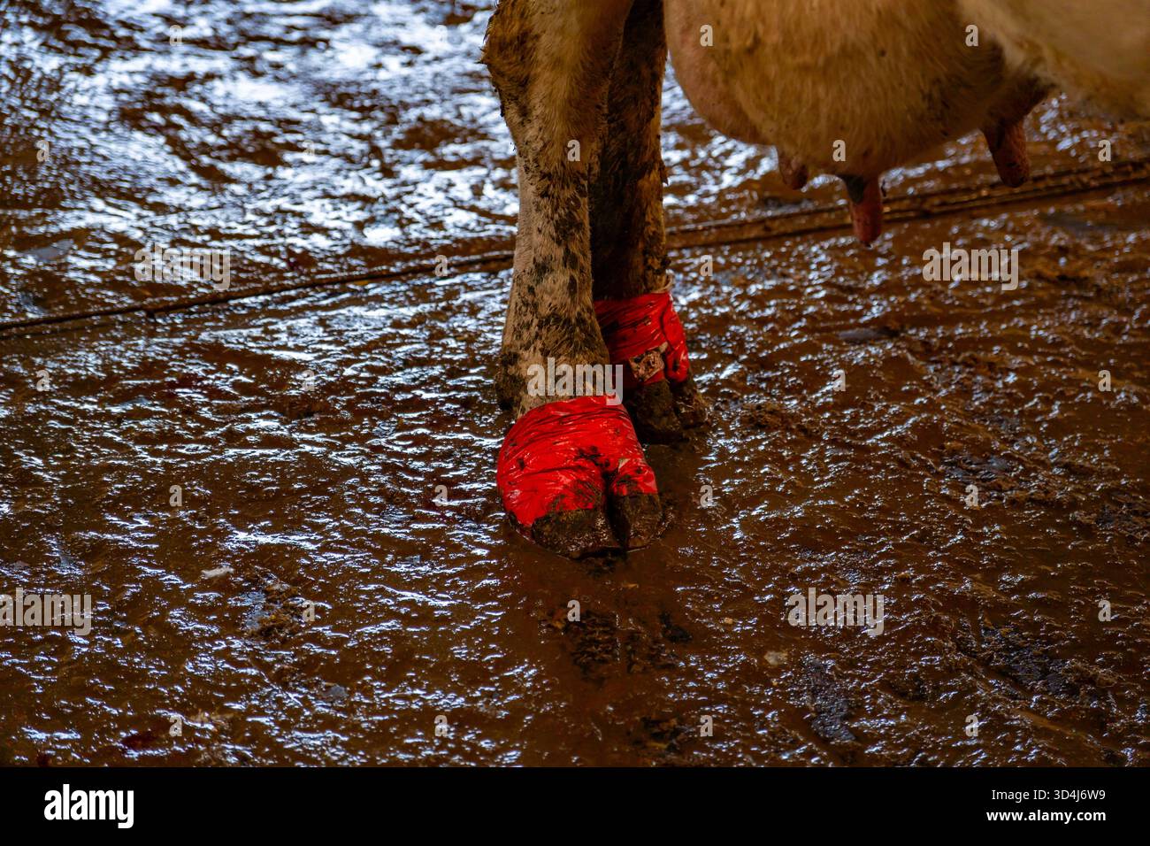 Vache avec bandages de sabot après la taille Banque D'Images