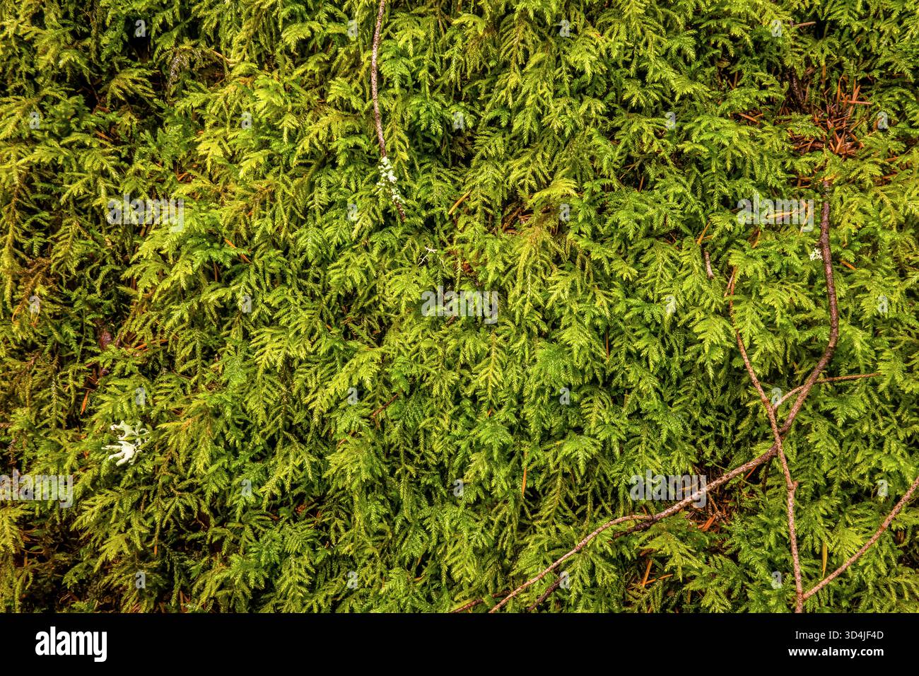 Une photo macro, de haut en bas, capturant la texture verte complexe et vibrante d'une épaisse parcelle de mousse forestière avec de petites brindilles. Banque D'Images