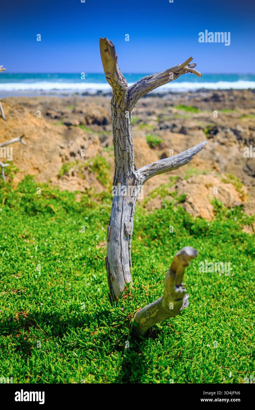 Une photographie verticale d'un morceau de bois flotté altéré collé d'une parcelle de couverture verte vibrante, avec la côte rocheuse et l'océan bleu dedans Banque D'Images