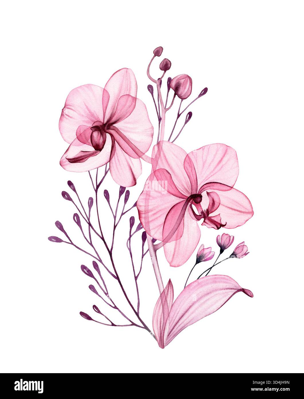 Bouquet d'orchidées aquarelle. Fleurs transparentes abstraites, branches élégantes et feuilles en rose poussiéreux et violet. Botanique isolé dessiné à la main Banque D'Images