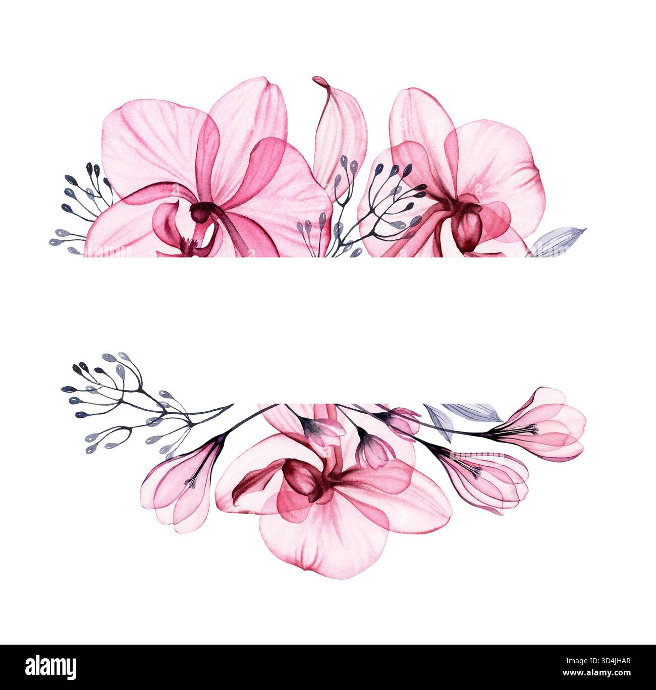 Conception d'orchidée transparente. Étiquette de fleurs, feuilles et branches avec place pour le texte. Illustration vintage florale aquarelle peinte à la main pour Banque D'Images