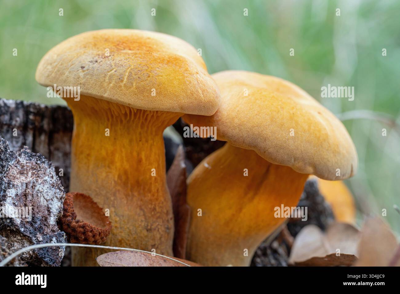 Champignons orange poussant à la base d'une souche d'arbre Banque D'Images