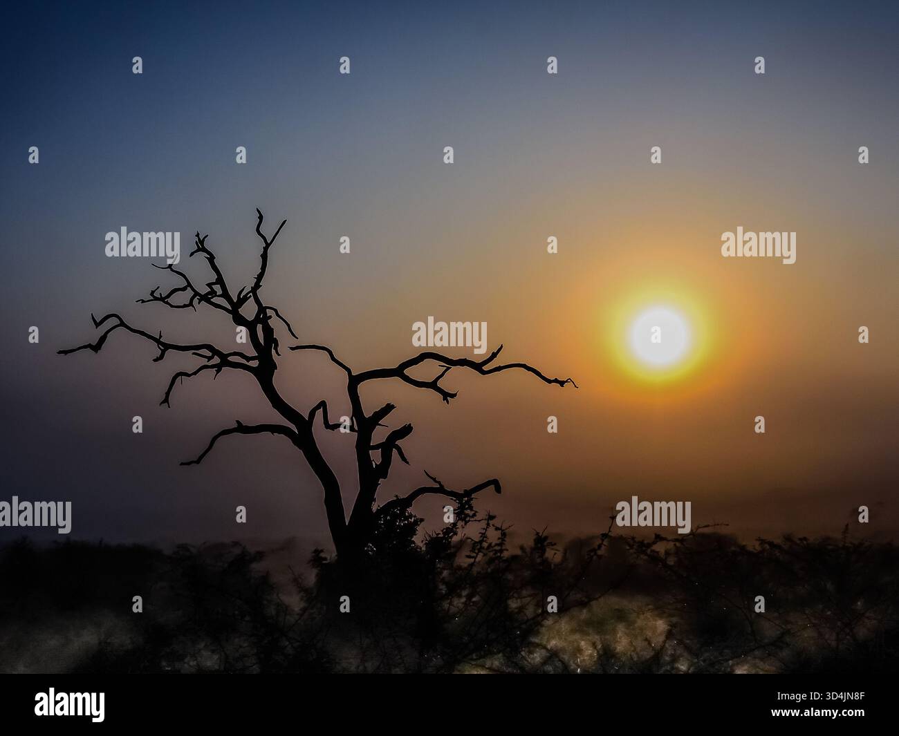 Le squelette d'un arbre africain éclipse le sable rouge qui avait auparavant fourni beaucoup de divertissement aux jeunes guépards mâles. Banque D'Images