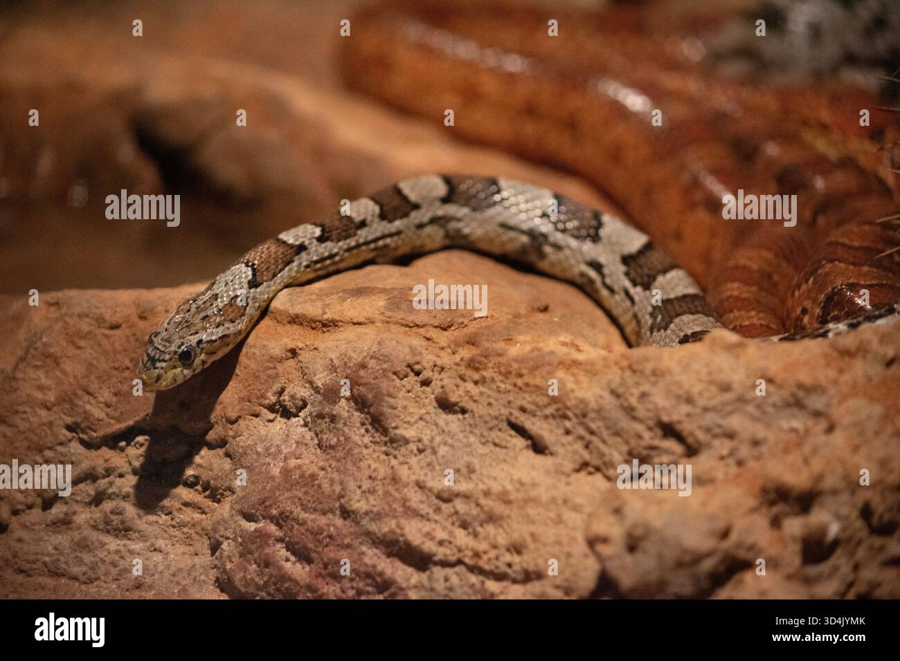 Un tapis python sécrétif et bien camouflé avec une peau olive à brune avec des taches de crème qui leur permet de se cacher parmi la litière de feuilles dans le creux d'arbre Banque D'Images