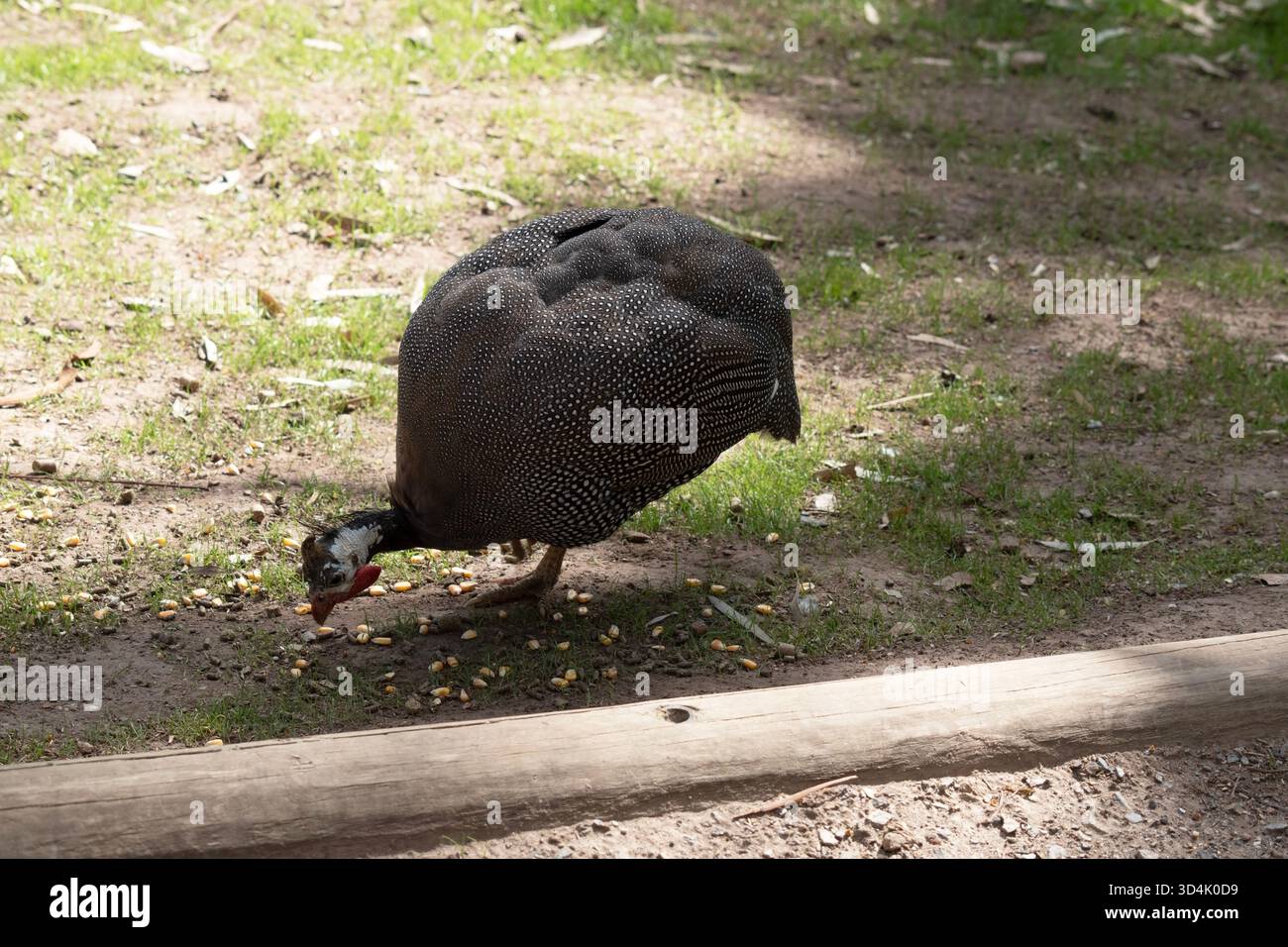 La pintade casquée est gris-noir tachetée de blanc. Comme les autres guineafowl, cette espèce a une tête sans plumes, Banque D'Images