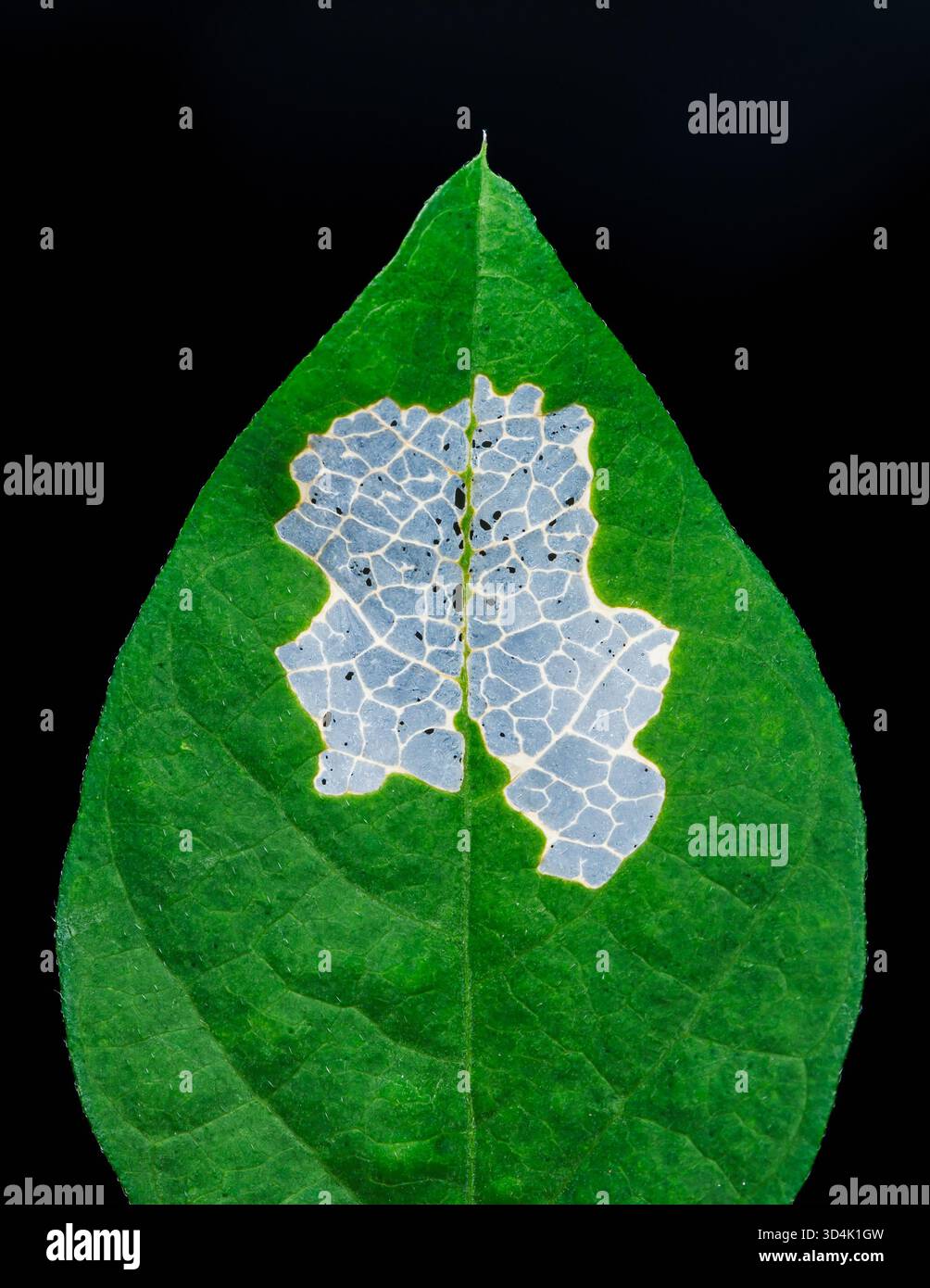 Feuille verte avec des veines squelettisées provenant des dommages causés par les insectes, formant une texture abstraite semblable à une carte sur un fond sombre, évoquant la pourriture, la fragilité et le na Banque D'Images
