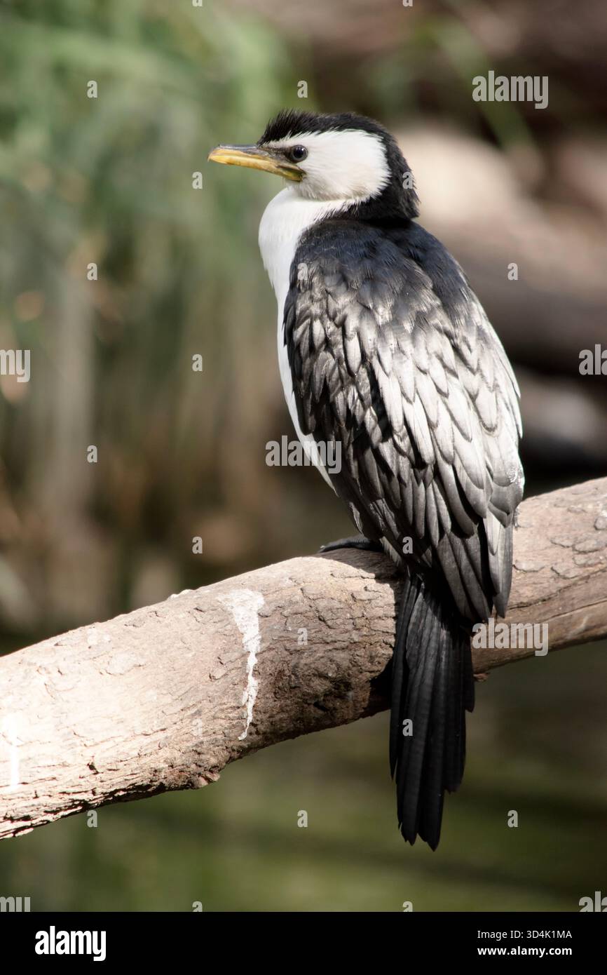 Le petit Cormoran pied est un oiseau de taille moyenne avec des ailes noires et une queue noire. Il a un visage et une poitrine blancs. Banque D'Images