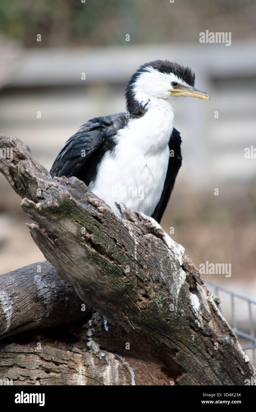 Le Cormorant à pied est un oiseau de taille moyenne avec des ailes noires et une queue noire. Il a un visage et une poitrine blancs. Banque D'Images