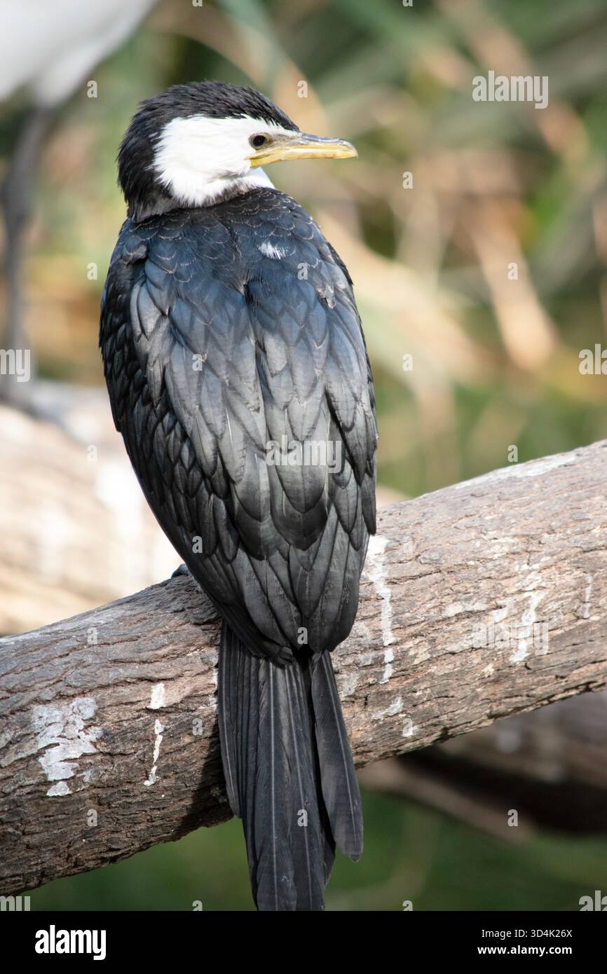 Le Cormorant à pied est un oiseau de taille moyenne avec des ailes noires et une queue noire. Il a un visage et une poitrine blancs. Banque D'Images