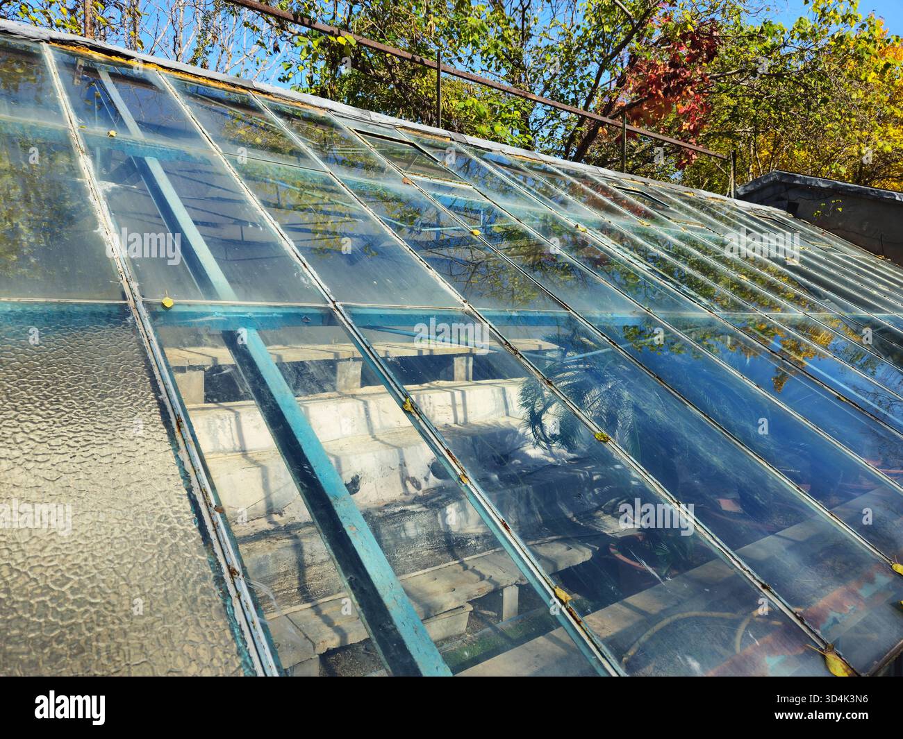 Toit de serre vintage avec Cycad sous verre Banque D'Images