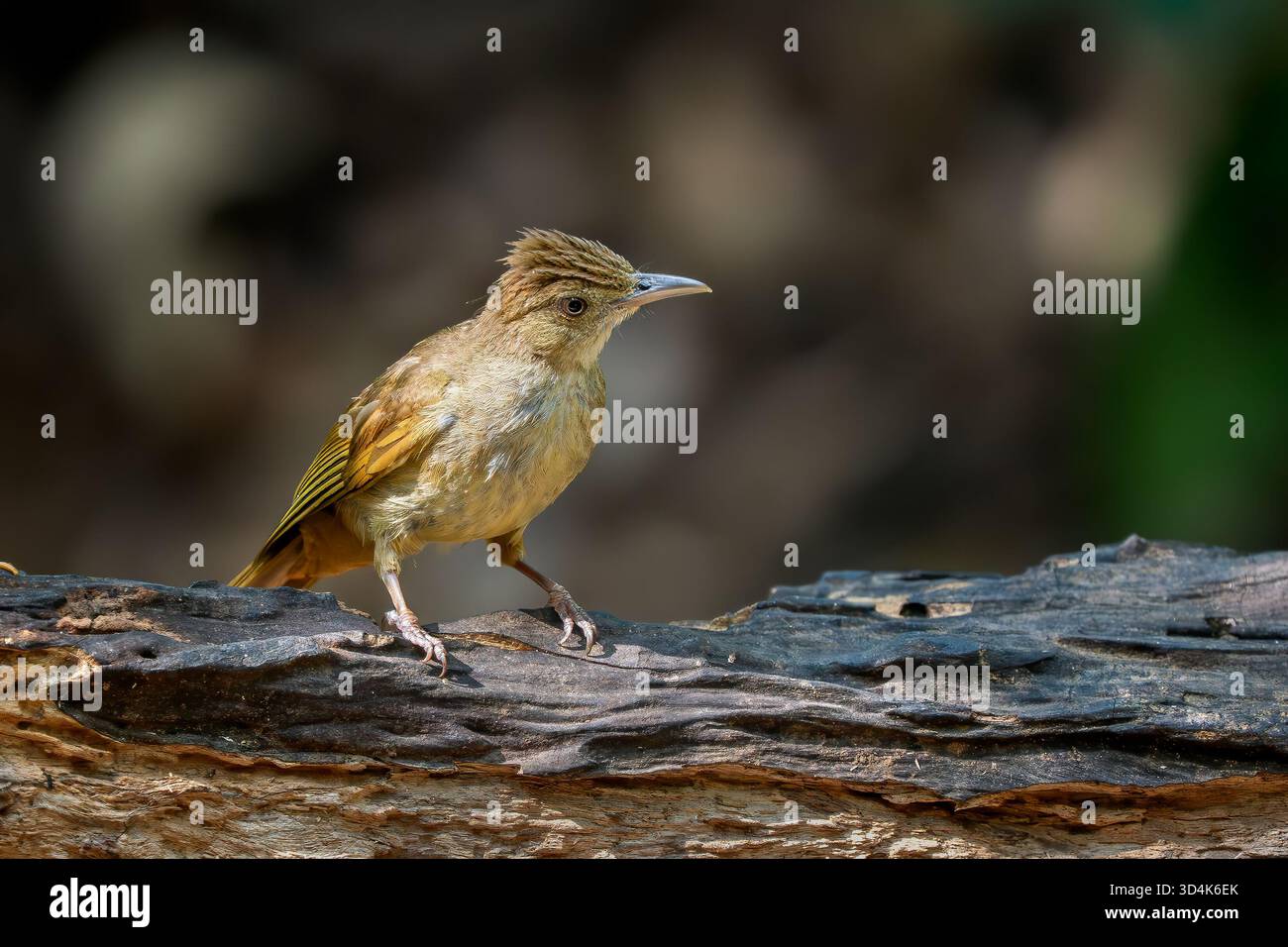 Bulbul à gorge bouffée - Alophoixus pallidus, magnifique petit oiseau perché originaire des forêts tropicales de l'Asie du Sud-est, Vietnam. Banque D'Images