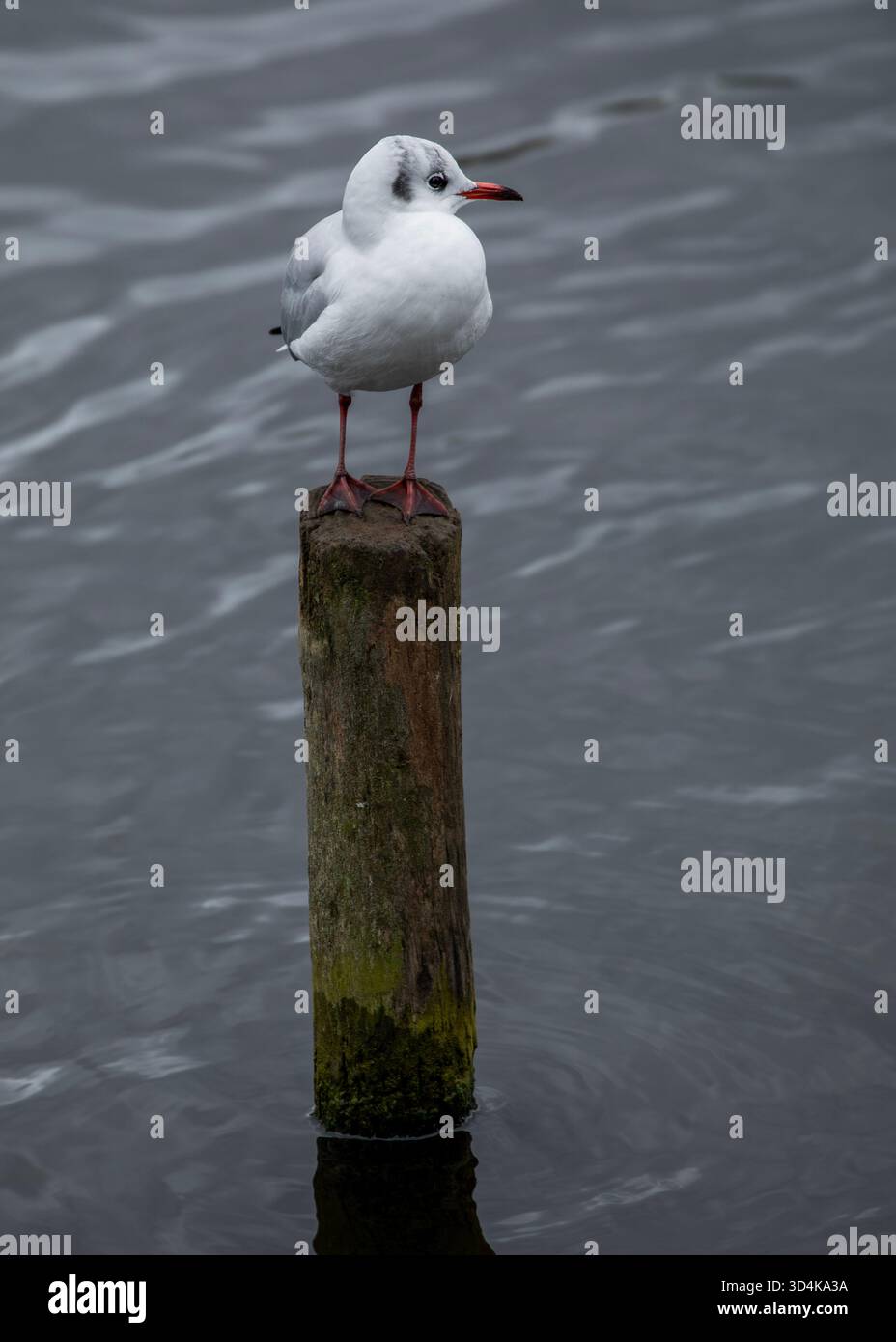 Mouette à tête noire Banque D'Images