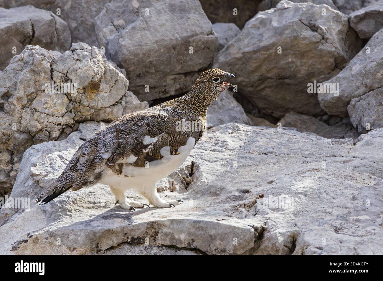 Rock Ptarmigan (Lagopus muta) mâle exécutant l'appel d'accouplement sur le versant rocheux des montagnes dans les alpes, Bavière, Allemagne Banque D'Images