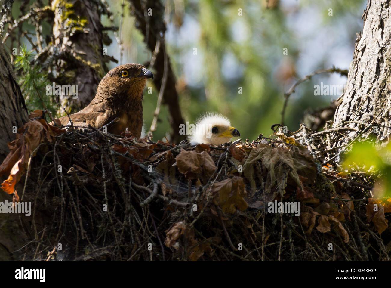 Femelle européenne (Pernis apivorus) avec oiseau juvénile dans le nid, Hesse, Allemagne Banque D'Images