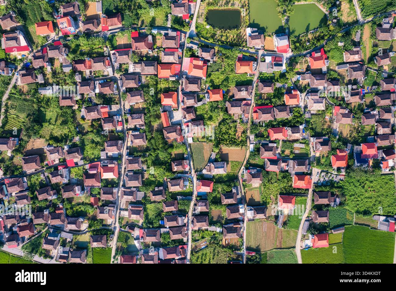 Vue de dessus du village rustique parmi le champ de riz vert luxuriant sur la banlieue dans la vallée de bac son, Vietnam Banque D'Images