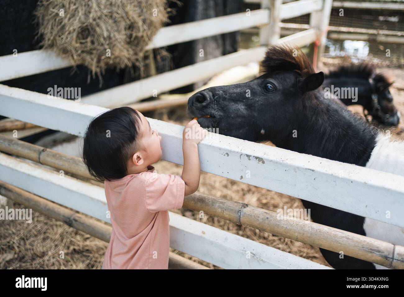 Enfant en bas âge dans des vêtements décontractés nourrissant la carotte au poney noir à travers la clôture dans la ferme Banque D'Images