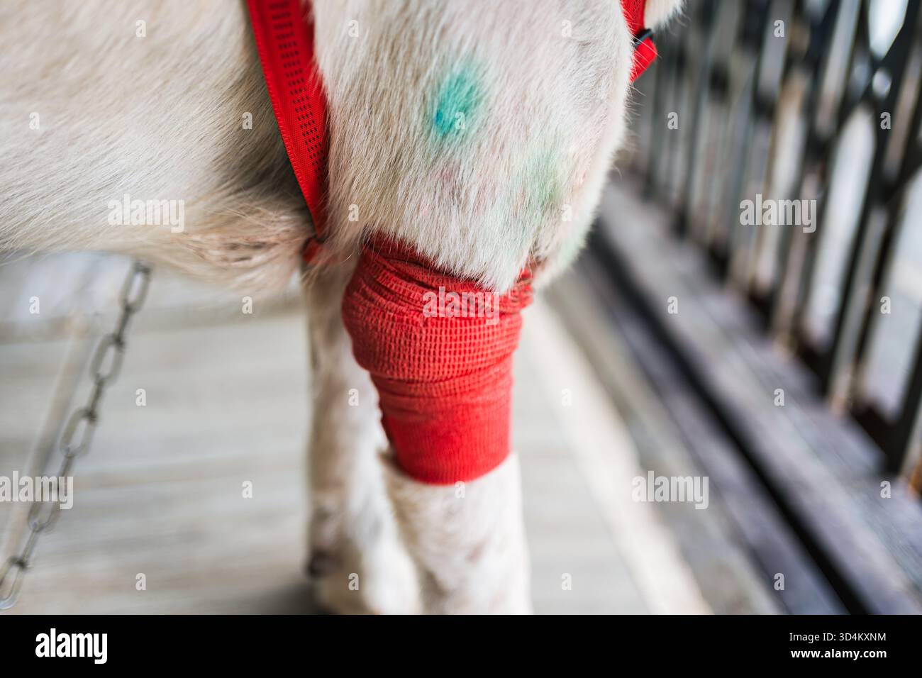 Gros plan de jambe de chien avec bandage rouge enveloppé après traitement médical. Utile pour les concepts vétérinaires, de santé animale et de blessure pour animaux de compagnie Banque D'Images