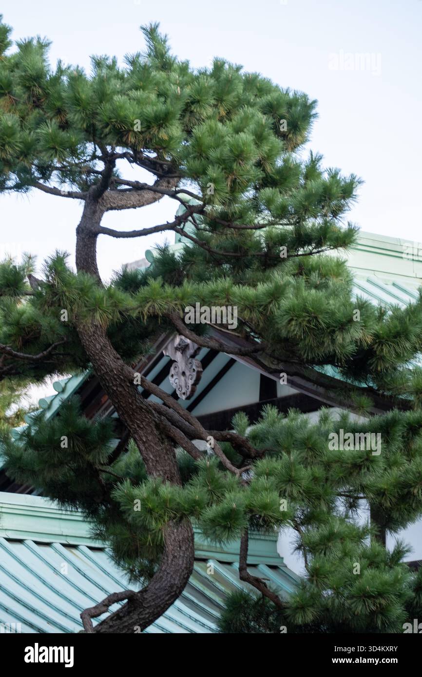Toit et arbre de style japonais aux jardins du Palais impérial, Tokyo, Japon Banque D'Images