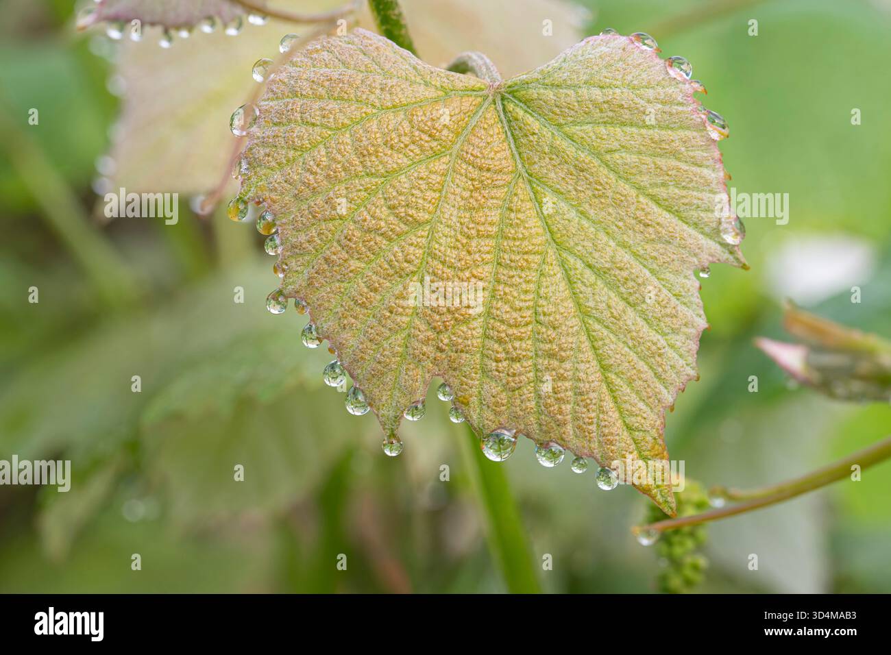 De belles gouttelettes se forment sur une feuille de raisin au printemps Banque D'Images