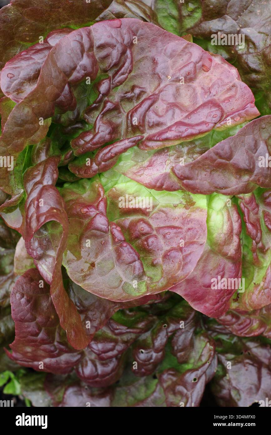 Lactuca sativa Roxy plante de laitue en gros plan en croissance. Banque D'Images