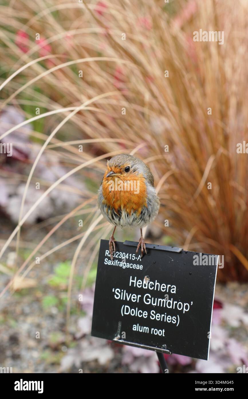 Erithacus rubecula. Oiseau rouge Robin perché sur un panneau de plante botanique au RHS Garden Rosemoor, Devon en été. ROYAUME-UNI. RHS faune, nature, oiseaux, Banque D'Images