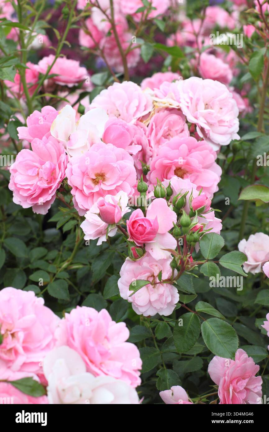 Rosa Bonica, une rose arbuste touffue avec des fleurs roses semi-doubles. Aussi connu sous le nom de Rosa Meidomonac. Banque D'Images